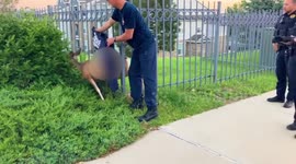 Police officers rescue deer stuck between bars of metal fence using 'jaws of life' tool