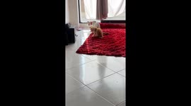 Kitties' Clean Themselves in Perfect Sync