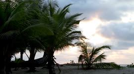 The relaxing, atmospheric sounds of the Atlantic Ocean. Palm trees against the backdrop of a sandy coastline at dawn. Equatorial Guinea, Africa.