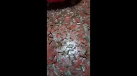 Thousands of winged ants into the woman's house after the rain