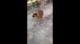 Crazy Dog Steals A Knife