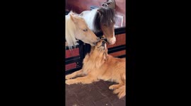 Mini Horse Kisses Golden Retriever