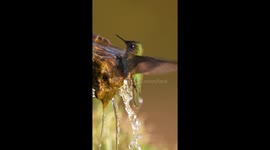 Hummingbird Takes A Bath