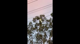 A Lost Cockatoo That Can Talk