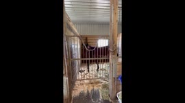 Horse Enthusiastically Begs For Carrot