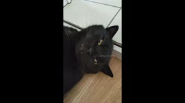 Cat Blocks Owner From Leaving Apartment