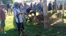 A sacrificial cow goes berserk and rams the Sacrificial Organizing Committee on the South Coast of West Sumatra