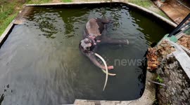 Ailing Thai elephant prepares for challenging journey home from Sri Lanka