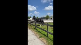 Horse Practices Yoga On Fence