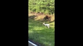 Albino Whitetail Deer