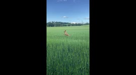 Dog Jumps Joyfully Through Field of Tall Grass