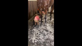 2-Year-Old Helps Bathe Show Horse