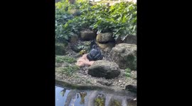 Melbourne Gorilla Rubs One Out