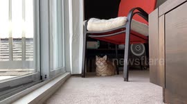 Orange Cat Watches Birds For Nine Hours