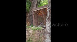 Black Bear Cubs Play in Backyard Gazebo