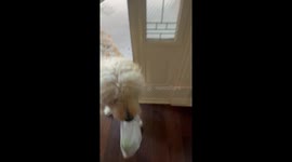 A Good Delivery Boy