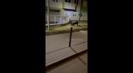 Wild Boars Wander Past In Wroclaw