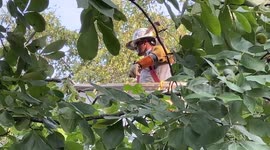 Powerful Winds leave Memphis in the Dark: Repair Crews Rush to Restore Electricity