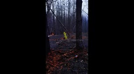 Canadian woman spots new trees sprouting through the ash after a large wildfire in her hometown