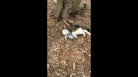 Adorable cat can't stay away from her concrete yard ornament bunny