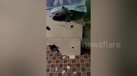 Guilty pet dog hides in corner after chewing on box