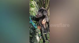 Soldiers rescue stray puppy that slipped into 4ft hole