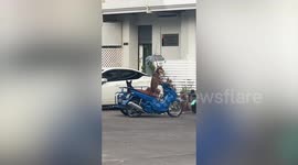 Pet dog sits upright like human on his master's scooter
