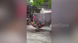 Clingy pet dog pesters owner napping on hammock