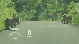 Motorist encounters Siberian tigers on mountain road in China