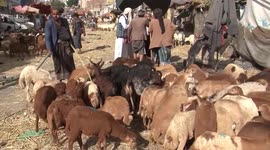 Livestock's soaring prices overshadow Eid al-Adha in war-torn Yemen