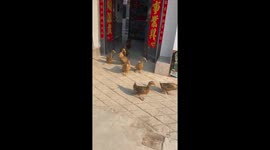 Daily quacking duck parade rallies friends, amusing millions of viewers online