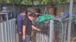 Pensioner killed by his two pet devil dog pit bulls in Thailand