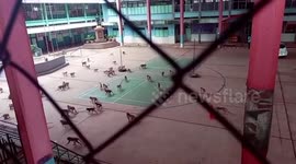 Dozens of monkeys take over school as students hide inside classrooms