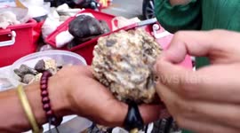 Extraordinary collection of whale vomit worth 1.4 MILLION USD
