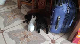 Loving pet dog breastfeeds rescued stray kitten