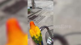 Pet parrot sits on moving bicycle's handlebars while riding with owner