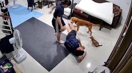 Two pet dogs ‘protect’ owner sleeping on floor from his wife who pretends to be angry