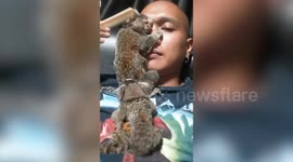Tiny marmoset monkey hugs owner’s face while being combed
