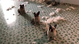 Pet French Bulldogs make amusingly innocent poker faces after destroying cotton pillow