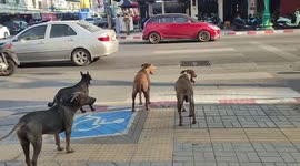 Group of clever dogs walk over busy road using zebra crossing