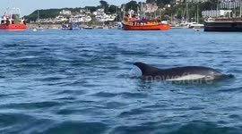 Devon paddle boarder left delighted after close encounter with pod of 30 DOLPHINS