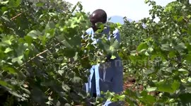 Tanzanian grape farmer rejoices as local winery plans to tap Chinese market