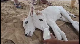 Calf born with two heads is now regarded as divine manifestation by Indian villagers