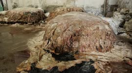 Palestinian tannery workers tan leather of cows after slaughter on the second day of Eid al-Adha or the feast of sacrifice, in Gaza city.