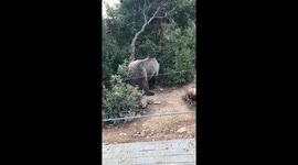 Bear Twerking At The National Park