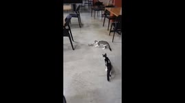 Cat Learns A Crabby Life Lesson