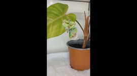 Giant Leaf Insect Sheds Exoskeleton