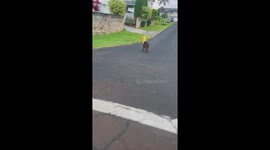 Hog Has Food Bag Stuck On Head