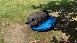 Pet Pig Cools Off In Tiny Pool
