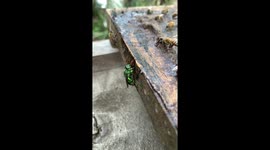 Vibrant Green Orchid Bee Collects Propolis